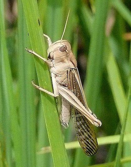 lacusta calatoare, Foto: Wikipedia