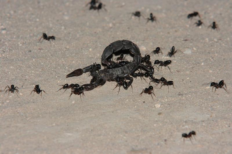 Scorpion cu coada groasa, Foto: blickwinkel / Alamy / Profimedia Images