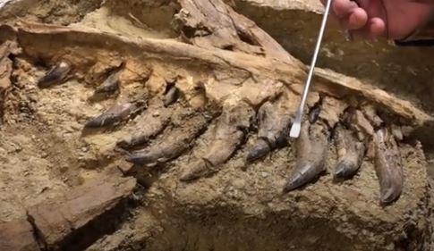 Supersaurus-bucati din schelet, Foto: Captura