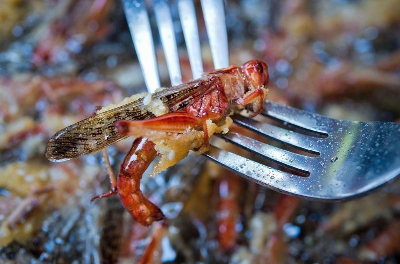 Lacusta calatoare, Foto: Vit Simanek/Alamy/ Profimedia