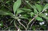 Psychotria insularum, Foto: captura Google