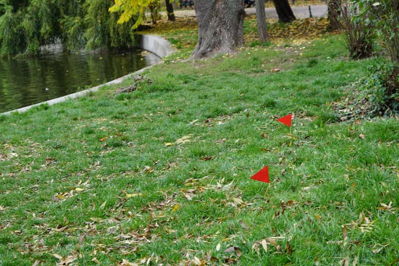 Stegulete rosii Cișmigiu, Foto: Sorin Cenusa