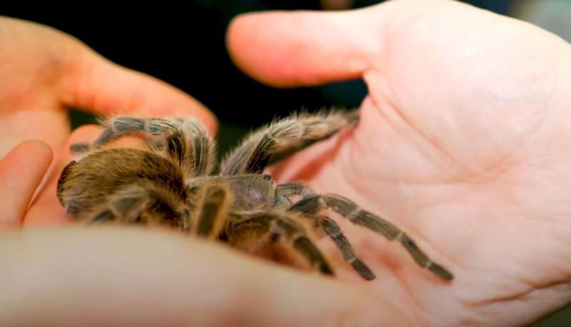 Tarantula, Foto: Captura YouTube