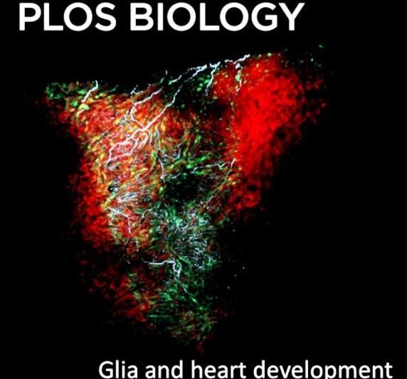 PLOS Biology, coperta noiembrie 2021, Foto: Wikipedia