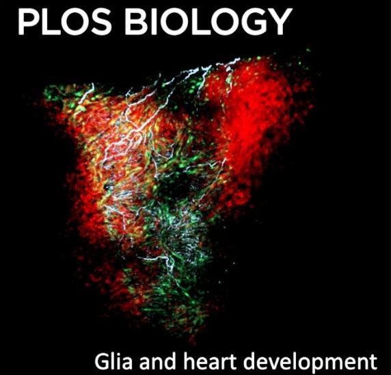 PLOS Biology, coperta noiembrie 2021, Foto: Wikipedia