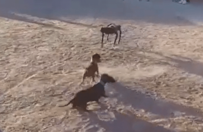 cearta dintre un caine robot si un teckel, Foto: Captura video