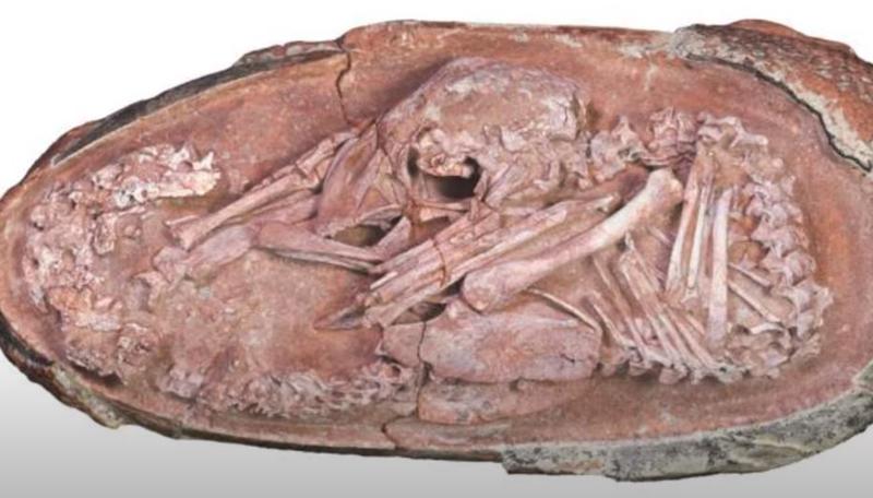 Embrion de dinozaur bine conservat, Foto: YouTube