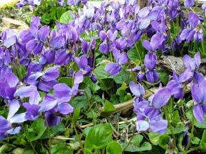 Flori de primavara, Foto: Hotnews