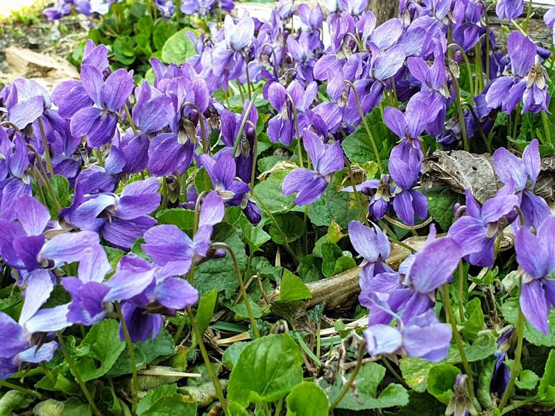 Flori de primavara, Foto: Hotnews