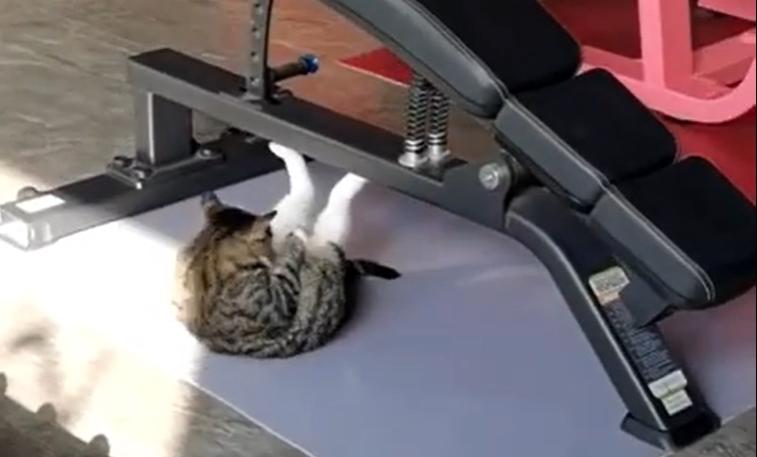 Pauza de la abdomene nu este o optiune nici macar de sarbatori, Foto: Captura Facebook