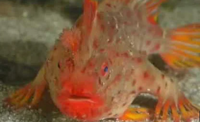 pink handfish, Foto: Captura YouTube