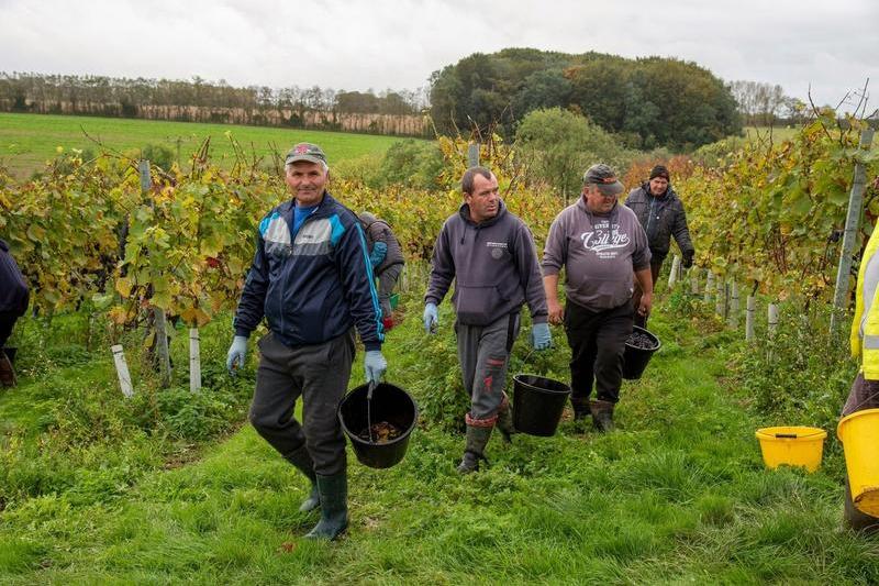 Muncitori sezonieri romani la cules de struguri in Marea Britanie, Foto: Peter Titmuss / Alamy / Profimedia Images