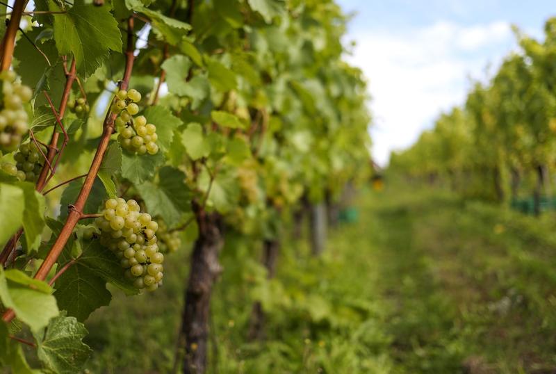 Vita de vie, Foto: Steve Parsons / PA Images / Profimedia