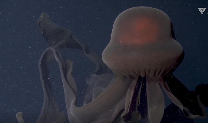 Meduza gigant, Foto: Captura Livescience.com