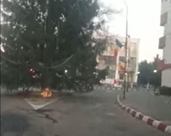 Bradul din Panciu, Foto: Captura YouTube