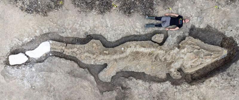 Ihtiozaurul din Anglia comparat cu inaltimea unui om, Foto: Anglian Water