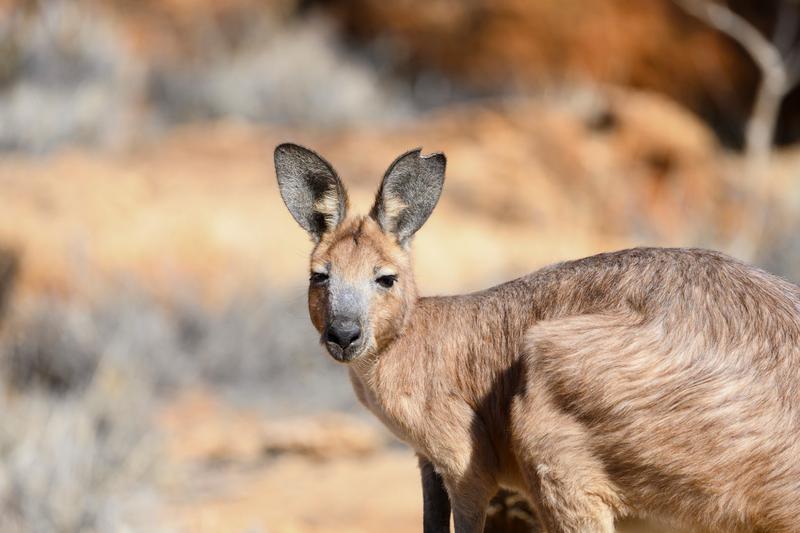 Caldura record in Australia, Foto: Dr P. Marazzi / Sciencephoto / Profimedia Images