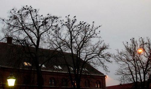 Ciori, Foto: Wikipedia