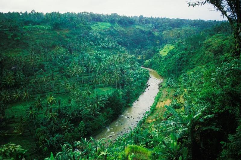 Jungla indoneziana, Foto: Nik Wheeler / Alamy / Profimedia Images