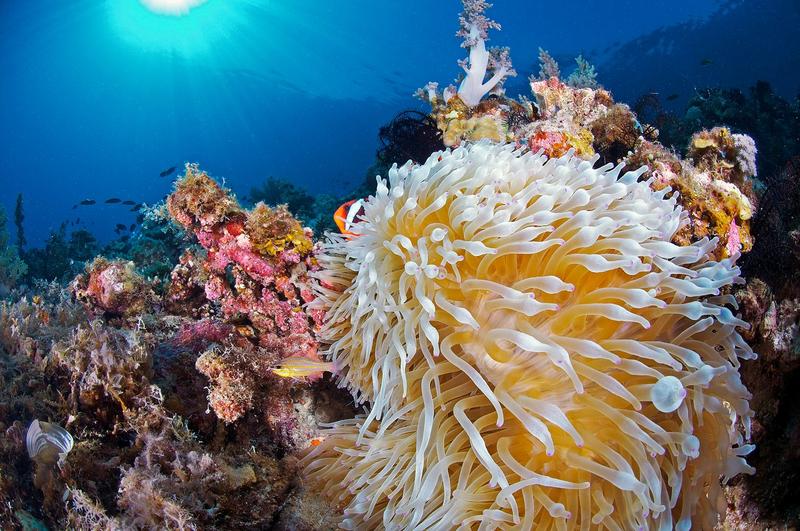 Recif de corali, Foto: Steve De Neef-VW PICS / Sciencephoto / Profimedia Images