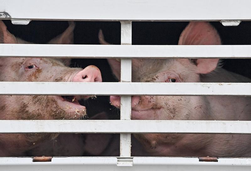 Porci, Foto: Patrick Pleul / AFP / Profimedia Images