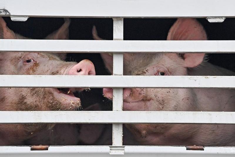 Porci, Foto: Patrick Pleul / AFP / Profimedia Images