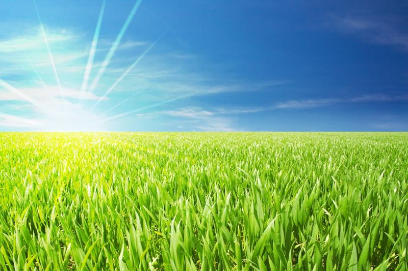 Un lan de cereale, Foto: Brandedhorse, Dreamstime.com