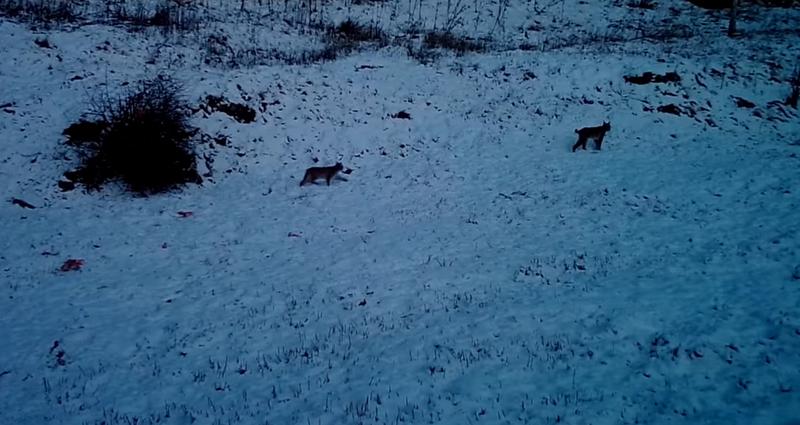 Râși surprinși într-o pădure din Parcul Natural Putna-Vrancea, Foto: Captura video