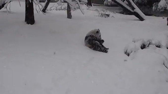 Pui de panda in zapada (captura de ecran, twitter), Foto: Hotnews