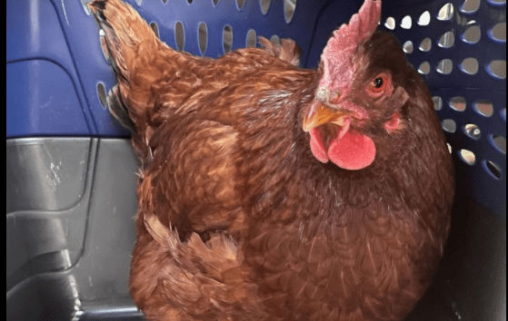 Gaina care a incercat sa intre in Pentagon, Foto: Captura