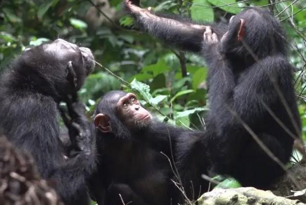 Cimpanzei infirmieri, Foto: Tobias Deschner/Ozouga Chimpanzee Project