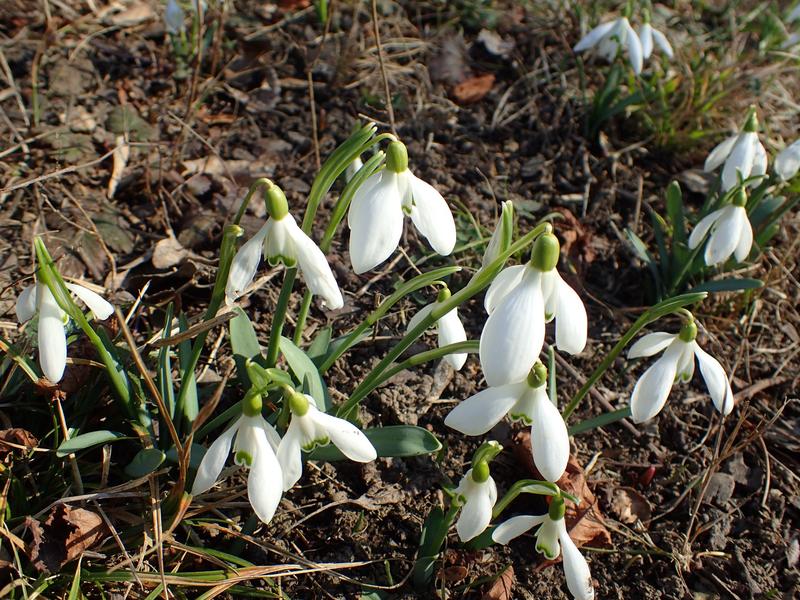 Cum va fi vremea până la jumătatea lunii martie. ANM anunță temperaturi diferite față de normalul perioadei
