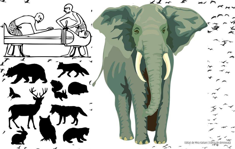 Un cabinet de istorie naturală: Mumia și elefantul formau „cele mai bătătoare la ochi obiecte de curiositate”, Foto: editiadedimineata.ro