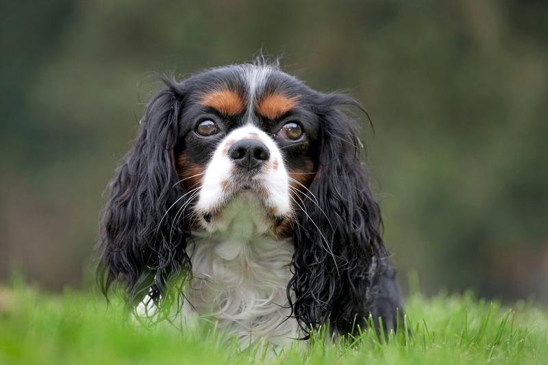 Cavalier King Charles Spaniel, Foto: Ardea / Profimedia Images