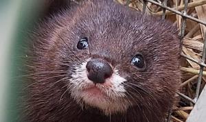 Nurca europeană descoperită în Deltă, Foto: Facebook/ Institutul National de Cercetare-Dezvoltare "Delta Dunarii" - INCDDD