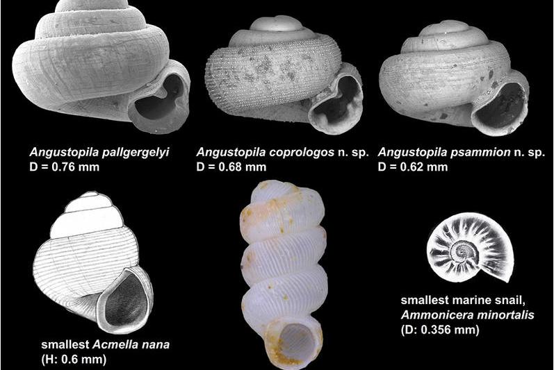 Comparatie intre melci, Foto: Contributions to Zoology