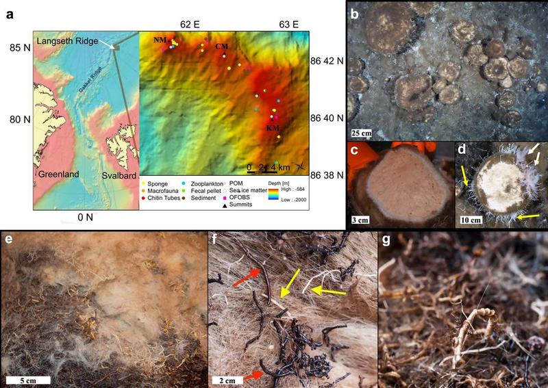 Buretii arctici care se hranesc cu fosile, Foto: Nature