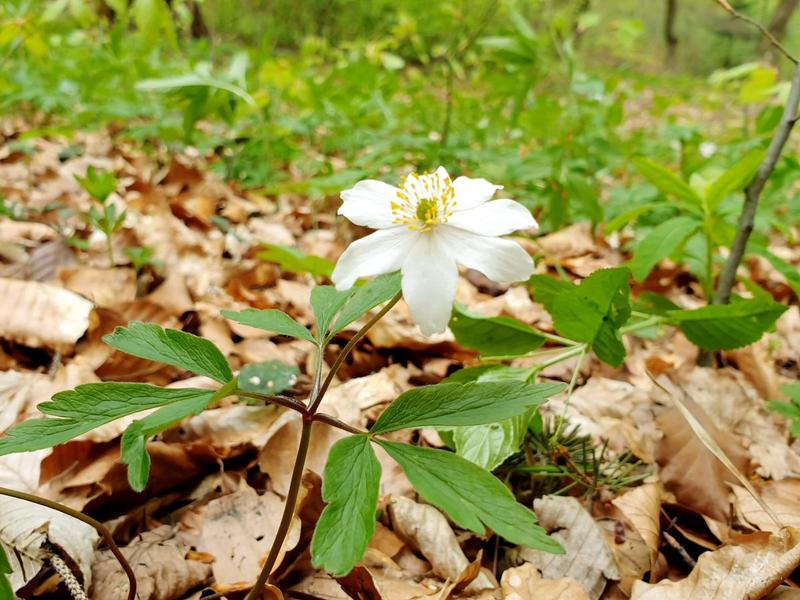 Floare de primvara, Foto: Hotnews