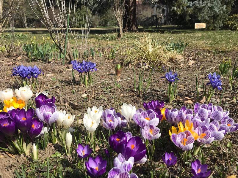 branduse, Foto: Facebook Gradina Botanica Bucuresti