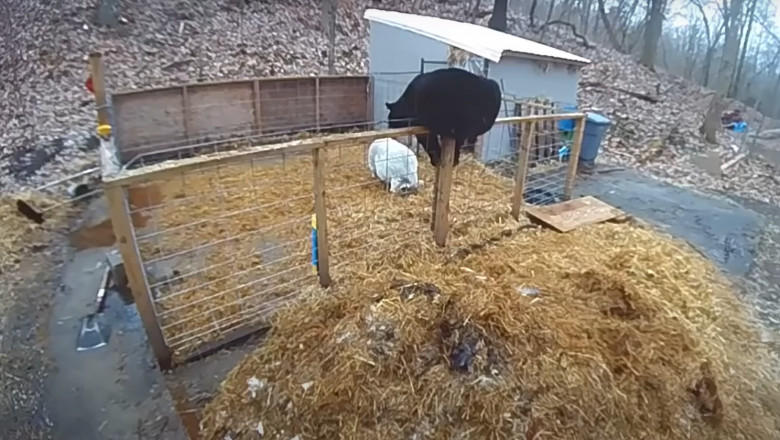 Porcii și ursul, Foto: Captura video CNN