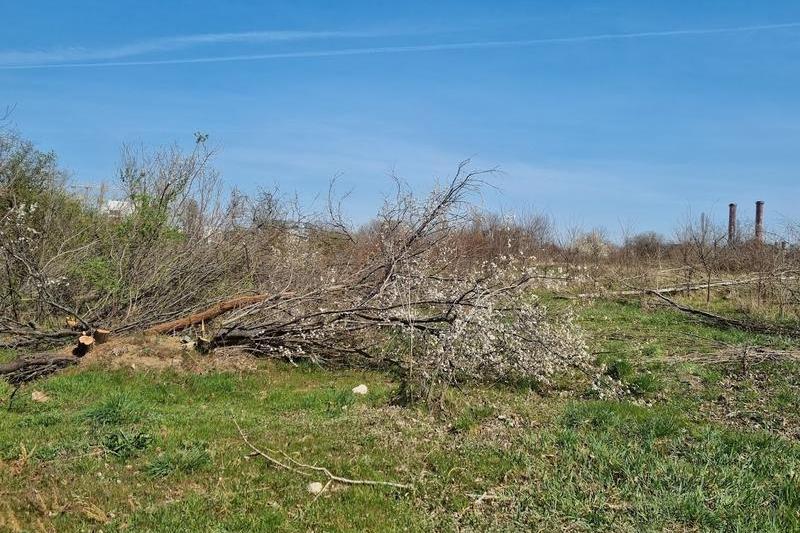 Copaci tăiați în Parcul Grozăvești 1, Foto: Hotnews