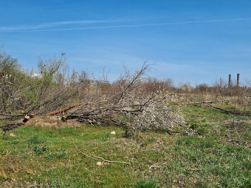 Copaci tăiați în Parcul Grozăvești 1, Foto: Hotnews