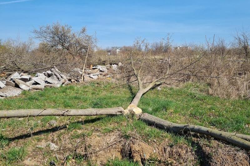 Copaci tăiați în Parcul Grozăvești 4, Foto: Hotnews