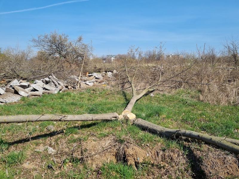 Copaci tăiați în Parcul Grozăvești 4, Foto: Hotnews