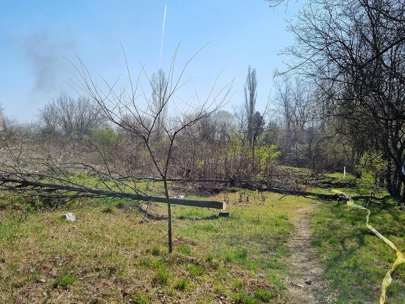 Copaci tăiați în Parcul Grozăvești - primăvara 2022, Foto: Hotnews