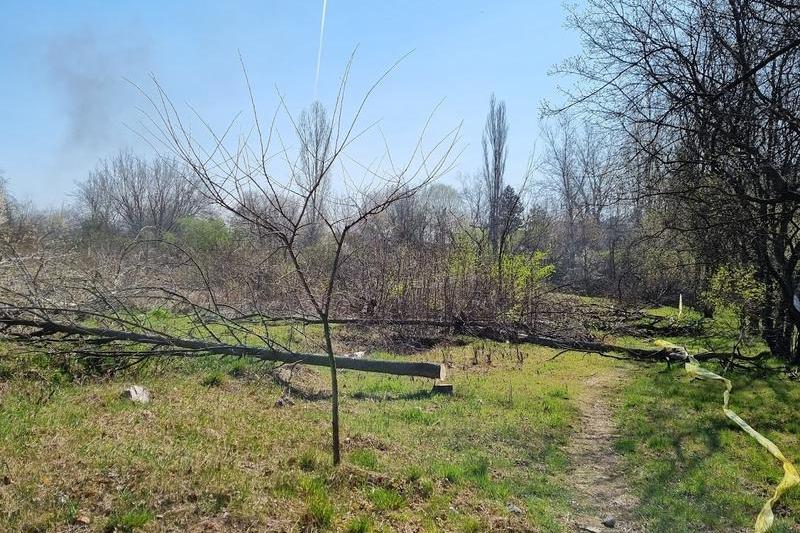 Copaci tăiați în Parcul Grozăvești - primăvara 2022, Foto: Hotnews