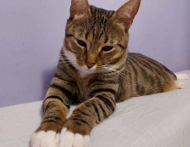 Pisica Minnie, Foto: Hotnews