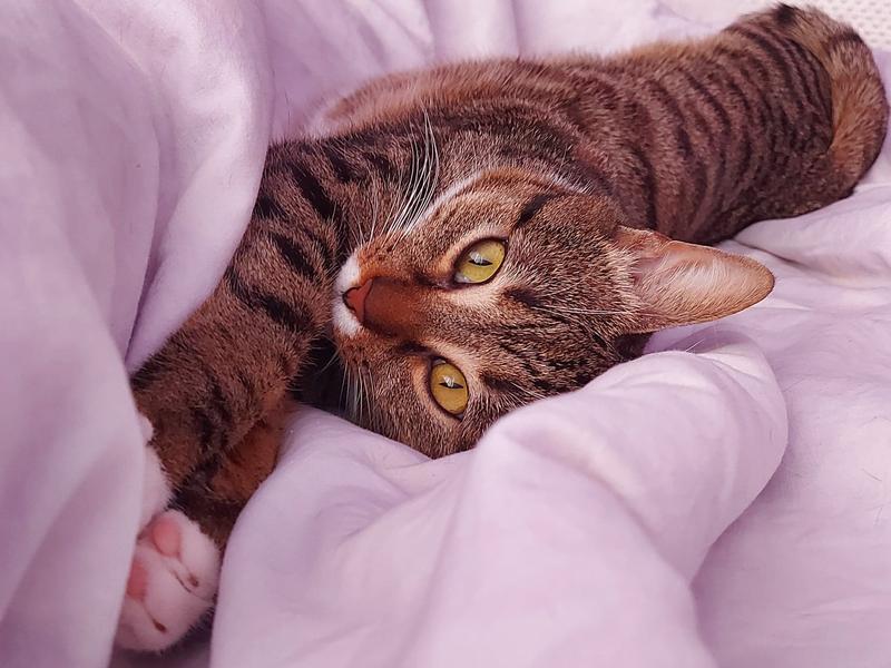 Pisica Minnie, Foto: Hotnews