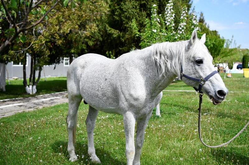 Cal de 18 ani dat spre adoptie de catre Jandarmerie, Foto: Jandarmeria Romana