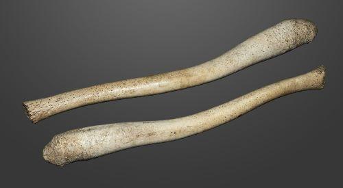 Os penian la morsă, Foto: Museum de Touluse